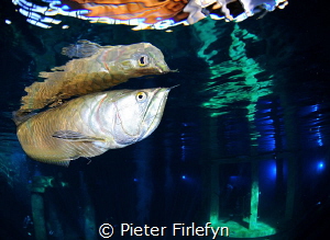 Arowana @ Todi indoor dive center by Pieter Firlefyn 